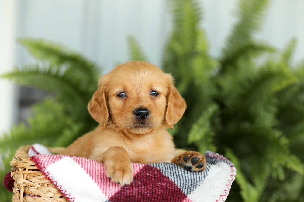 Barney Image of Barney, a Golden Retriever puppy