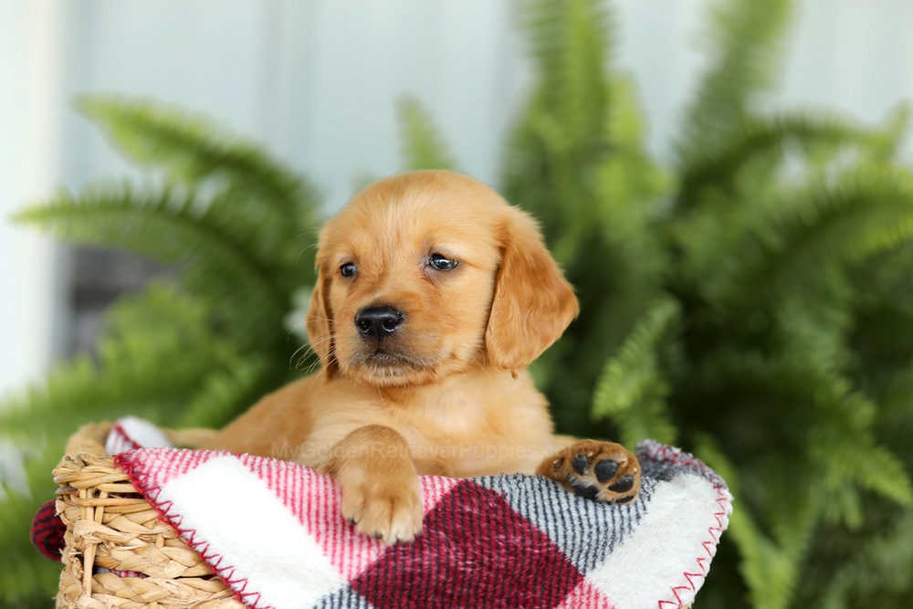 Barney Image of Barney, a Golden Retriever puppy