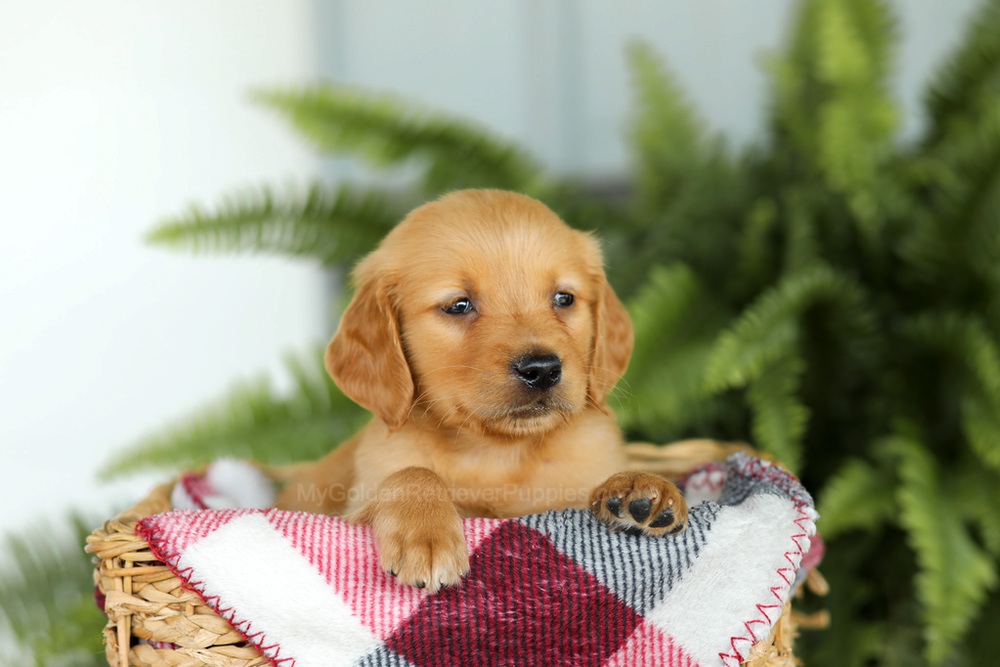 Barney Image of Barney, a Golden Retriever puppy