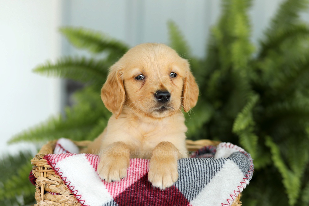 Baxter Image of Baxter, a Golden Retriever puppy