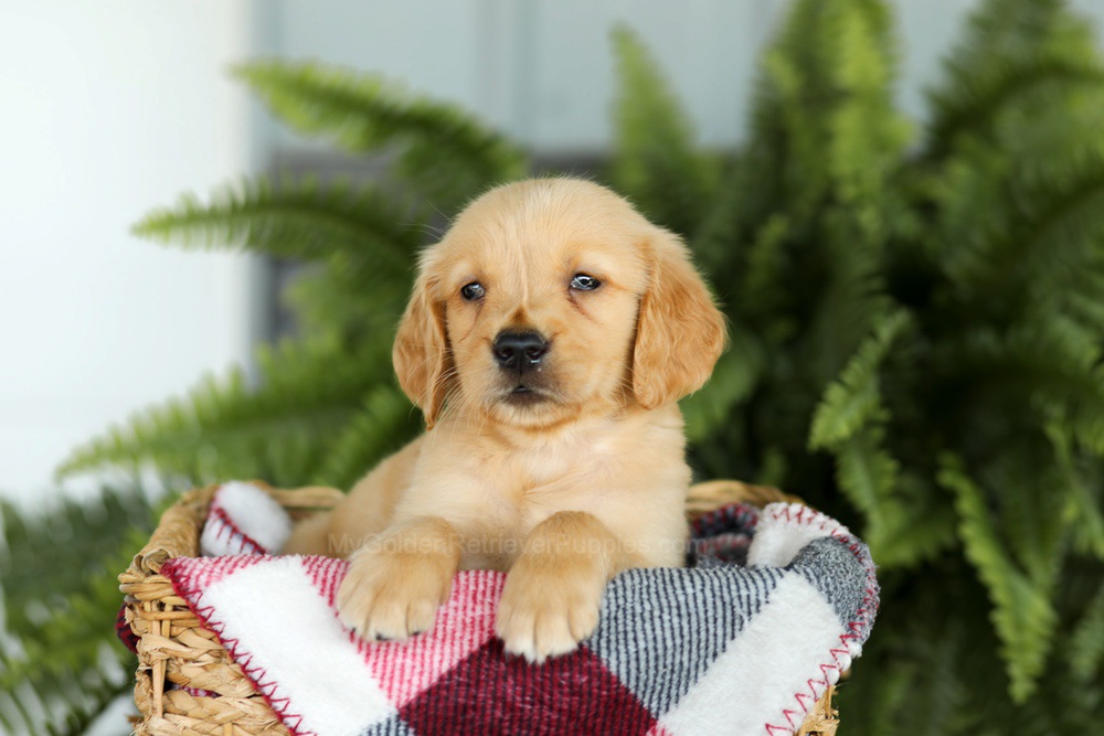 Baxter Image of Baxter, a Golden Retriever puppy