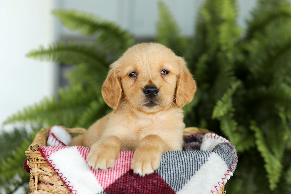 Baxter Image of Baxter, a Golden Retriever puppy