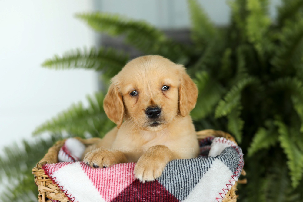 Baxter Image of Baxter, a Golden Retriever puppy