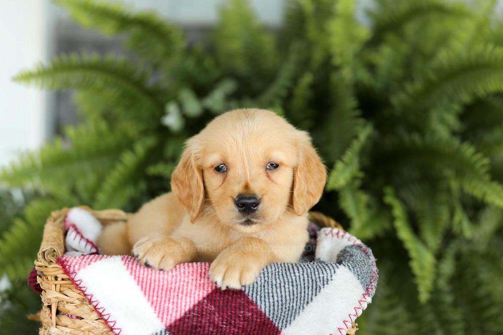 Baxter Image of Baxter, a Golden Retriever puppy