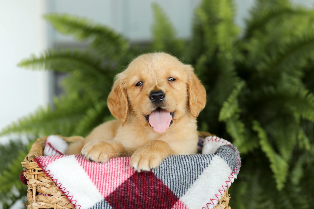Baxter Image of Baxter, a Golden Retriever puppy