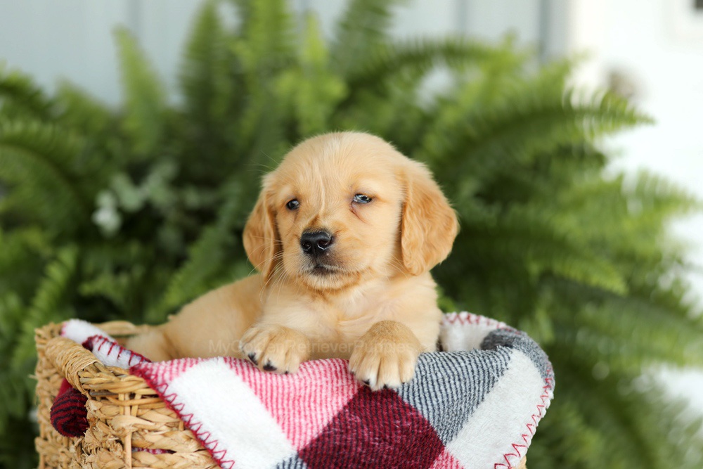 Baxter Image of Baxter, a Golden Retriever puppy