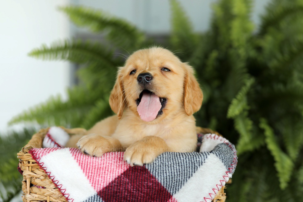 Baxter Image of Baxter, a Golden Retriever puppy