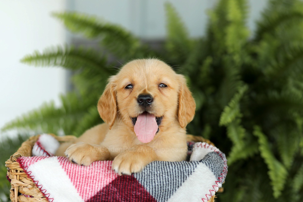 Baxter Image of Baxter, a Golden Retriever puppy