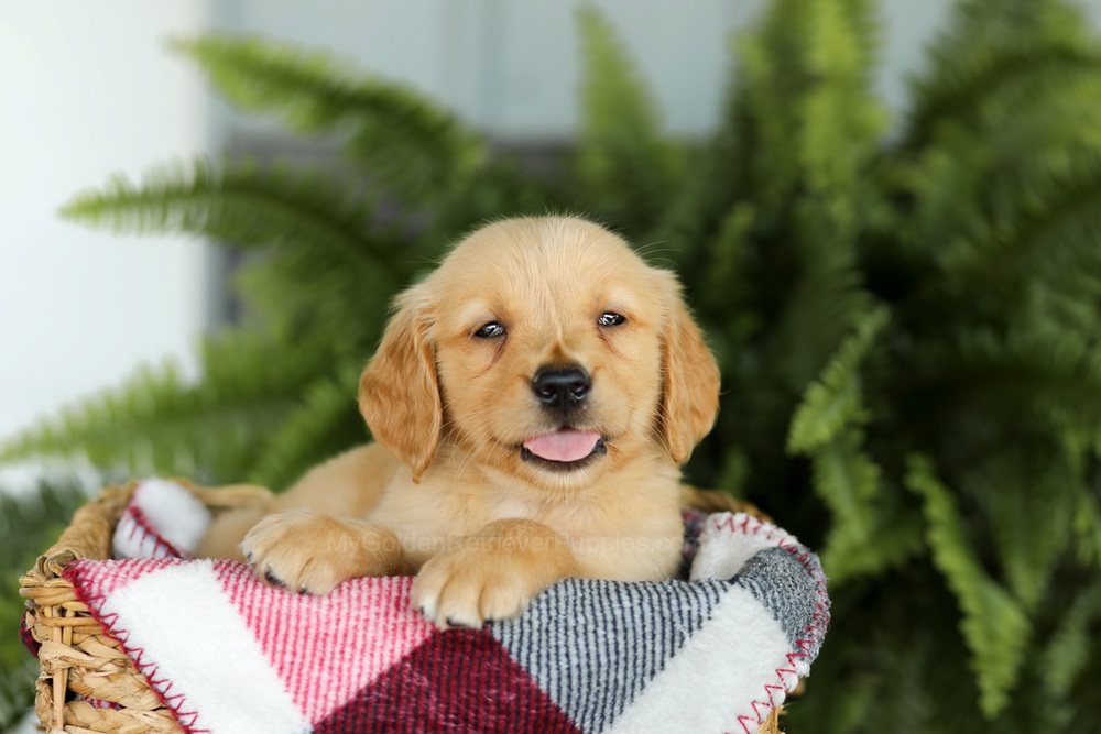 Baxter Image of Baxter, a Golden Retriever puppy