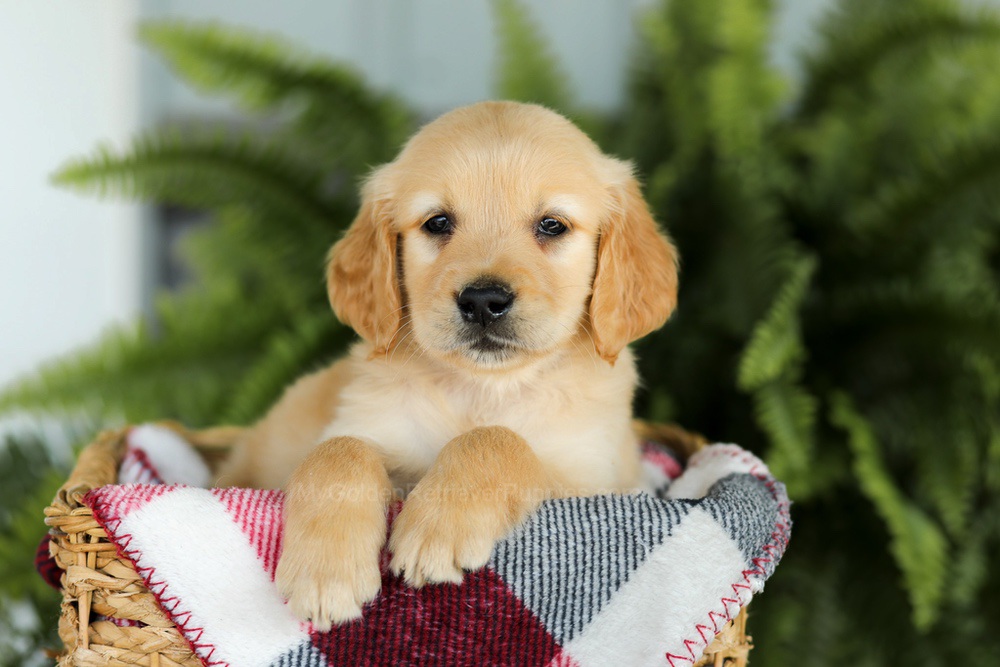 Benji Image of Benji, a Golden Retriever puppy