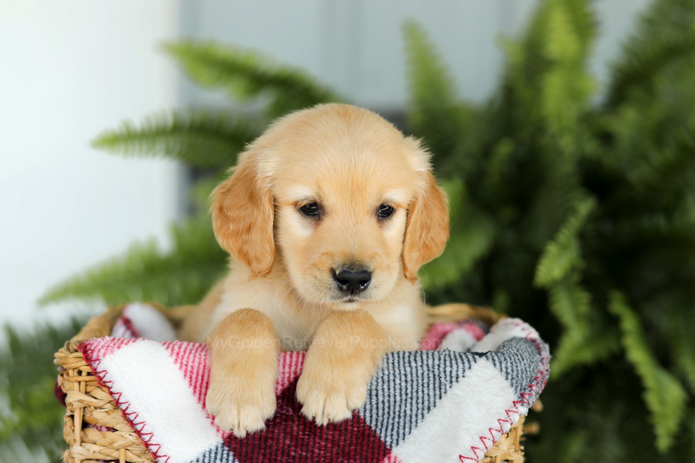 Benji Image of Benji, a Golden Retriever puppy