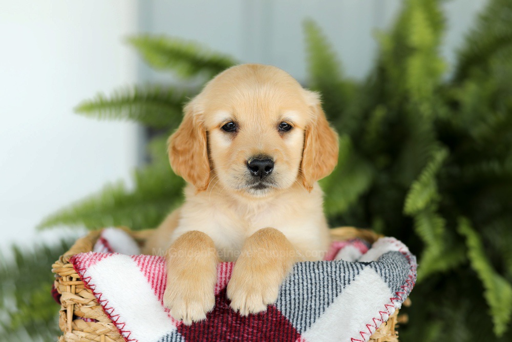 Benji Image of Benji, a Golden Retriever puppy