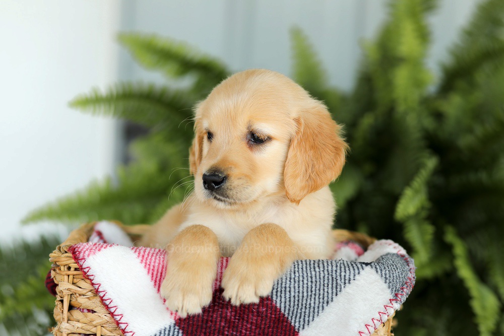 Benji Image of Benji, a Golden Retriever puppy
