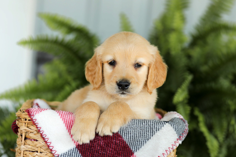 Benji Image of Benji, a Golden Retriever puppy