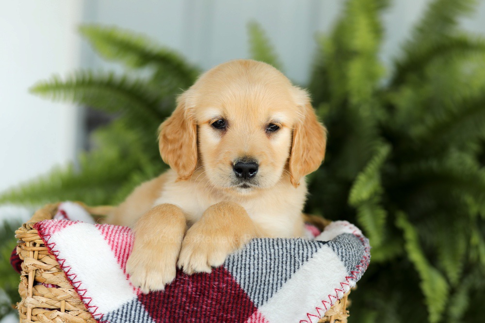 Benji Image of Benji, a Golden Retriever puppy