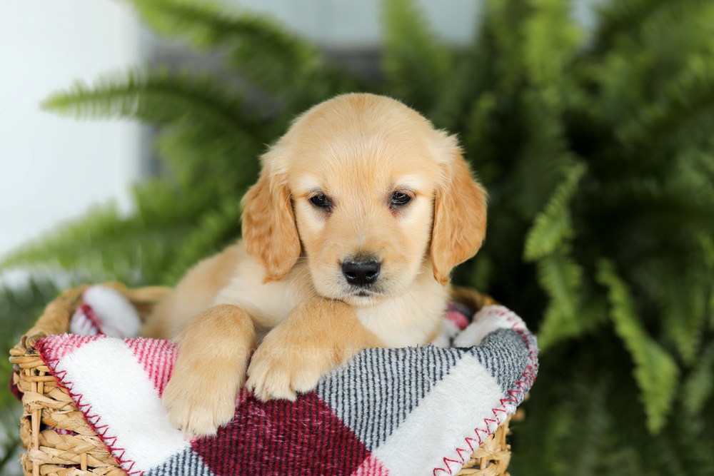 Benji Image of Benji, a Golden Retriever puppy