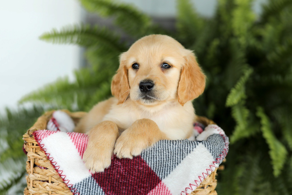 Benji Image of Benji, a Golden Retriever puppy