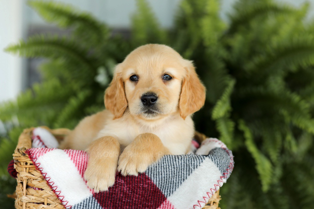 Benji Image of Benji, a Golden Retriever puppy