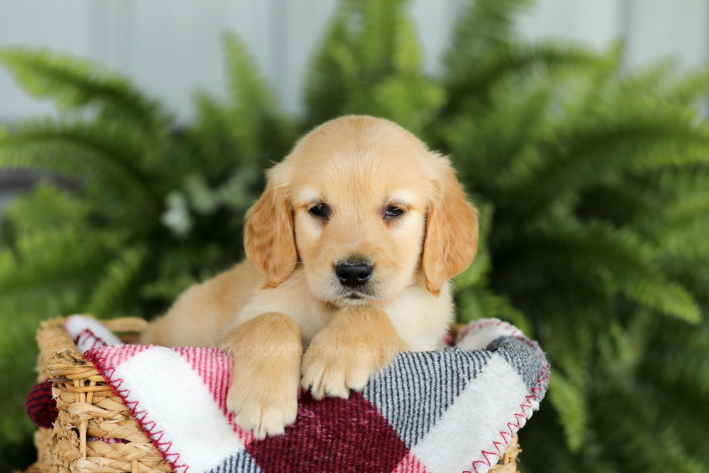 Benji Image of Benji, a Golden Retriever puppy
