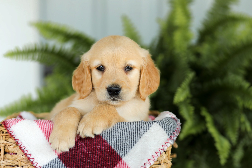 Benji Image of Benji, a Golden Retriever puppy