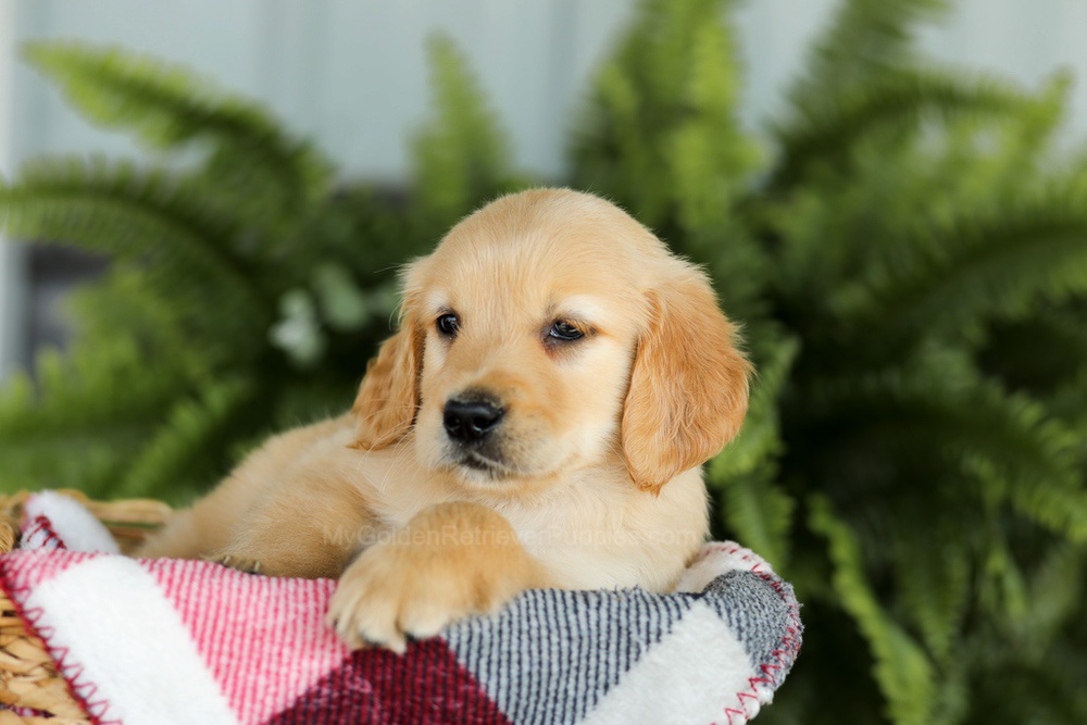 Benji Image of Benji, a Golden Retriever puppy