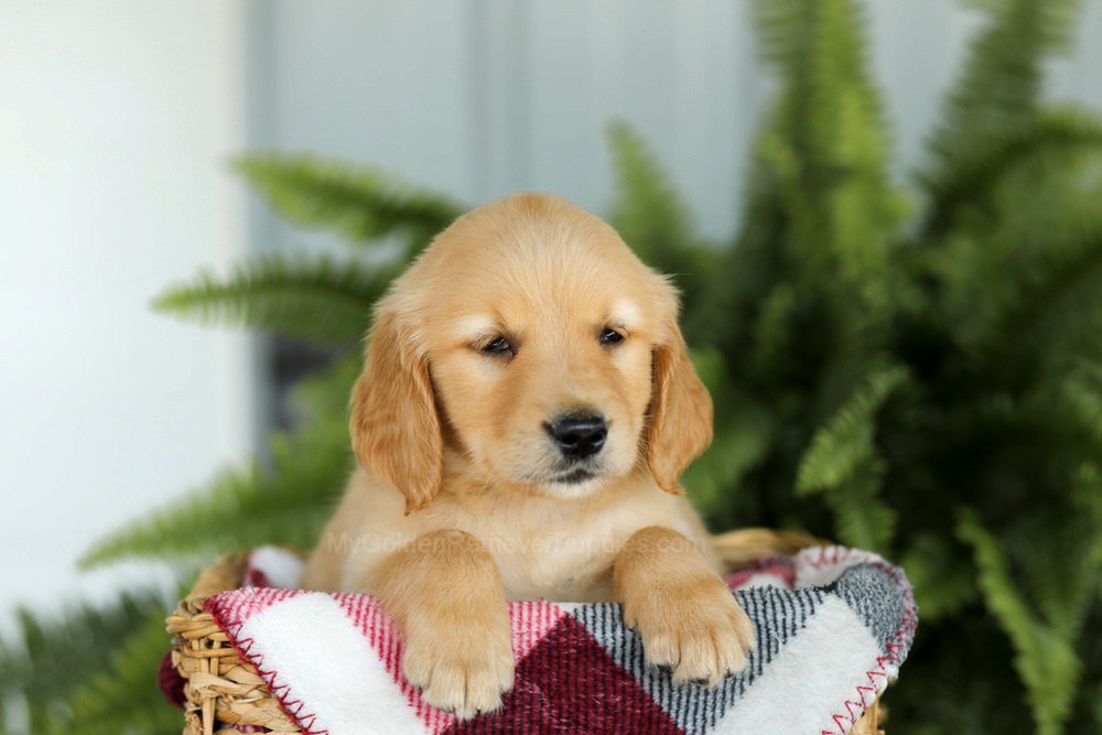 Bentley Image of Bentley, a Golden Retriever puppy