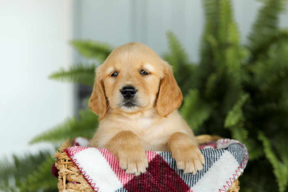 Bentley Image of Bentley, a Golden Retriever puppy