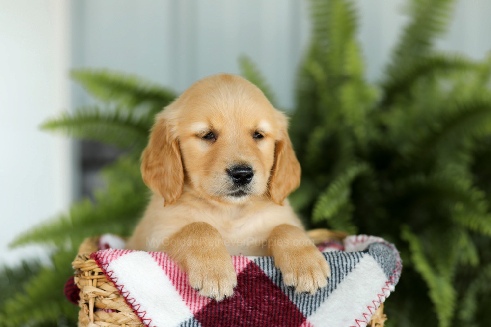 Bentley Image of Bentley, a Golden Retriever puppy
