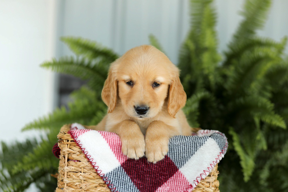 Bentley Image of Bentley, a Golden Retriever puppy