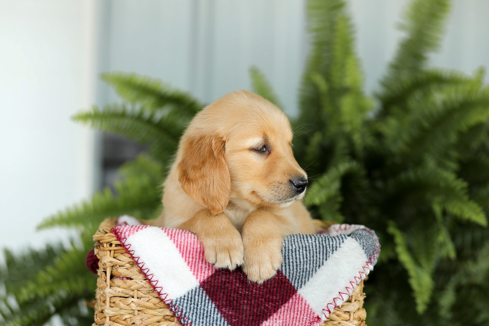 Bentley Image of Bentley, a Golden Retriever puppy