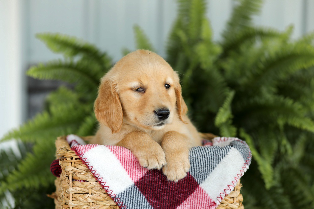 Bentley Image of Bentley, a Golden Retriever puppy