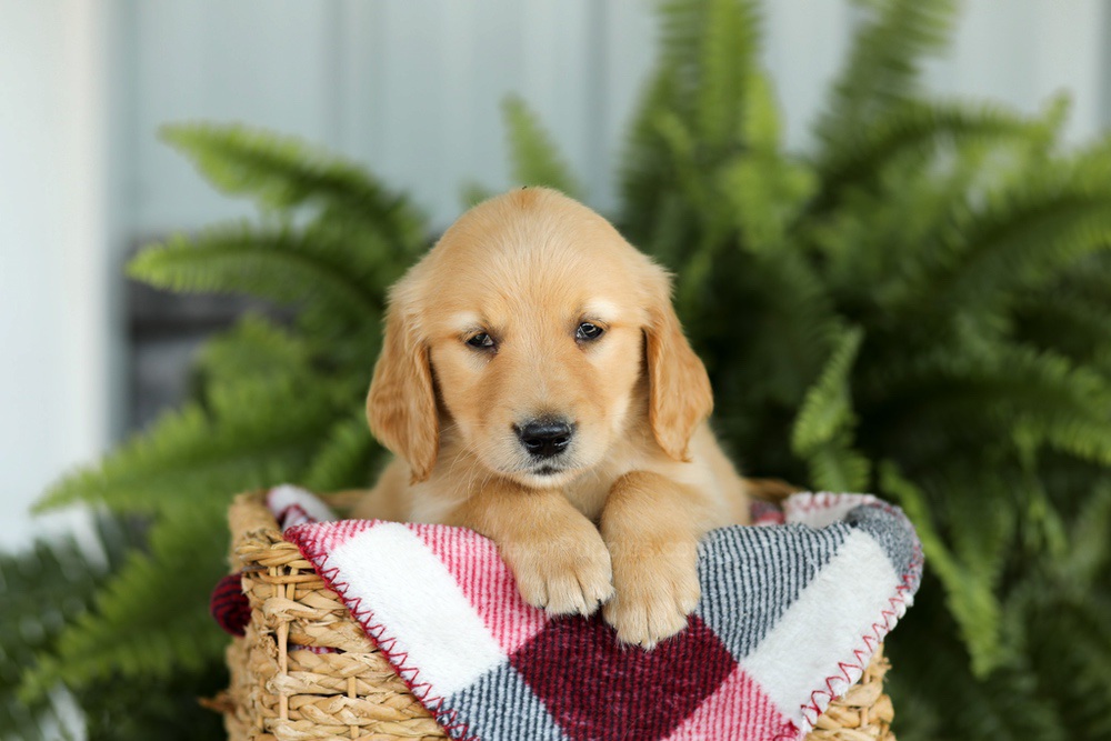 Bentley Image of Bentley, a Golden Retriever puppy