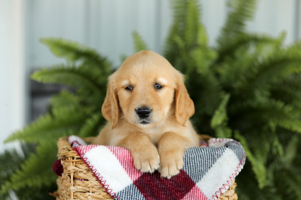 Bentley Image of Bentley, a Golden Retriever puppy