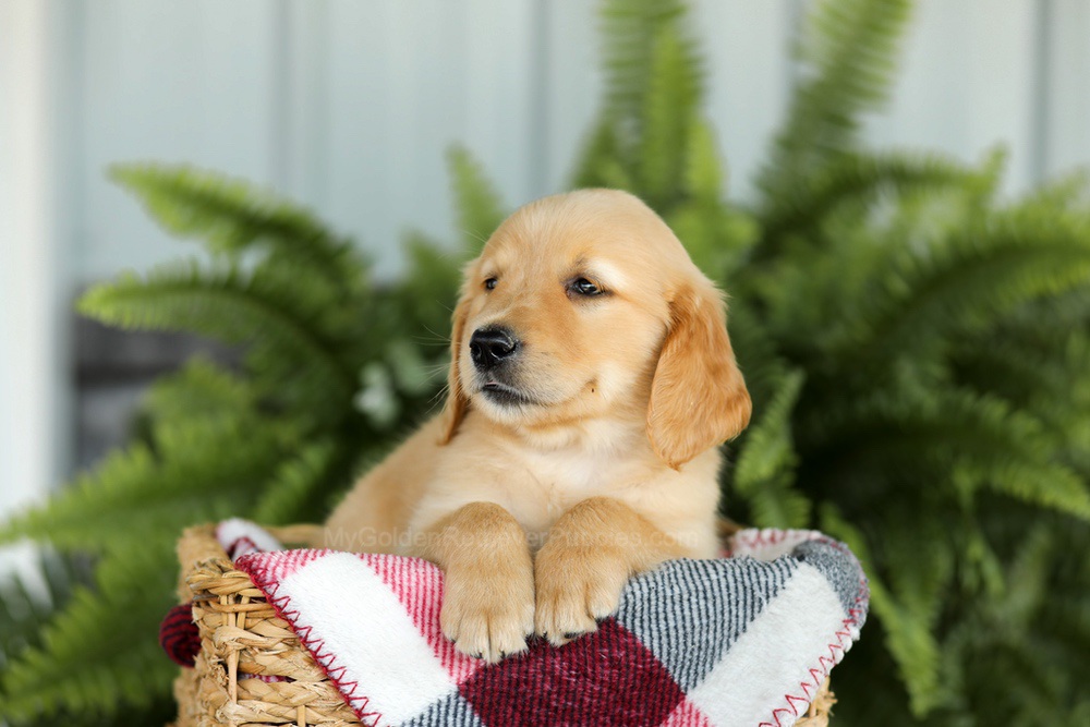 Bentley Image of Bentley, a Golden Retriever puppy
