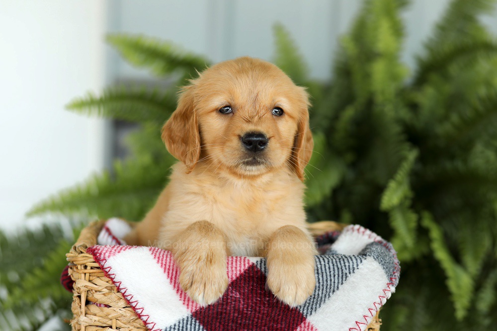 Beverly Image of Beverly, a Golden Retriever puppy