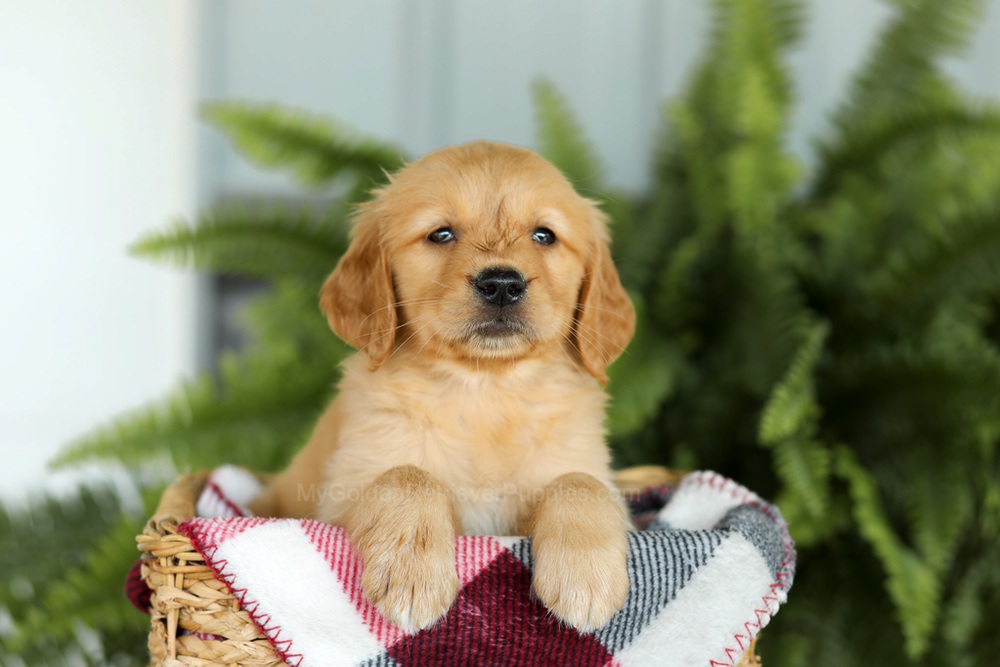 Beverly Image of Beverly, a Golden Retriever puppy