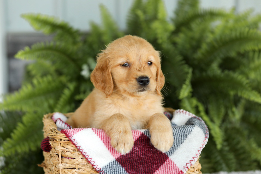 Beverly Image of Beverly, a Golden Retriever puppy