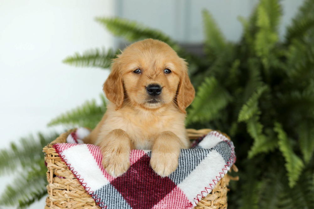 Beverly Image of Beverly, a Golden Retriever puppy