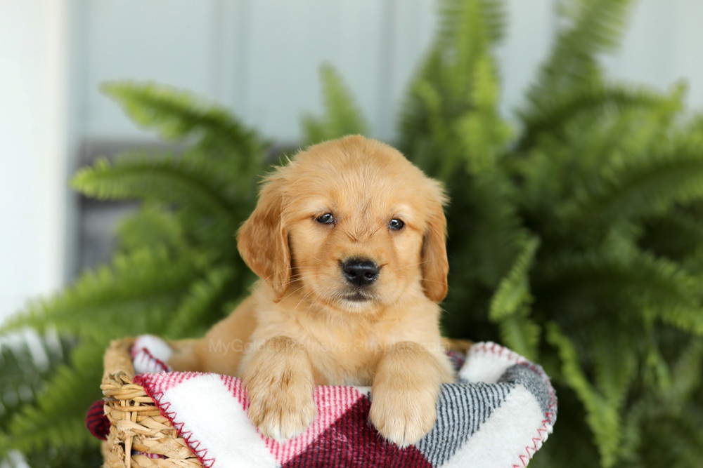 Beverly Image of Beverly, a Golden Retriever puppy