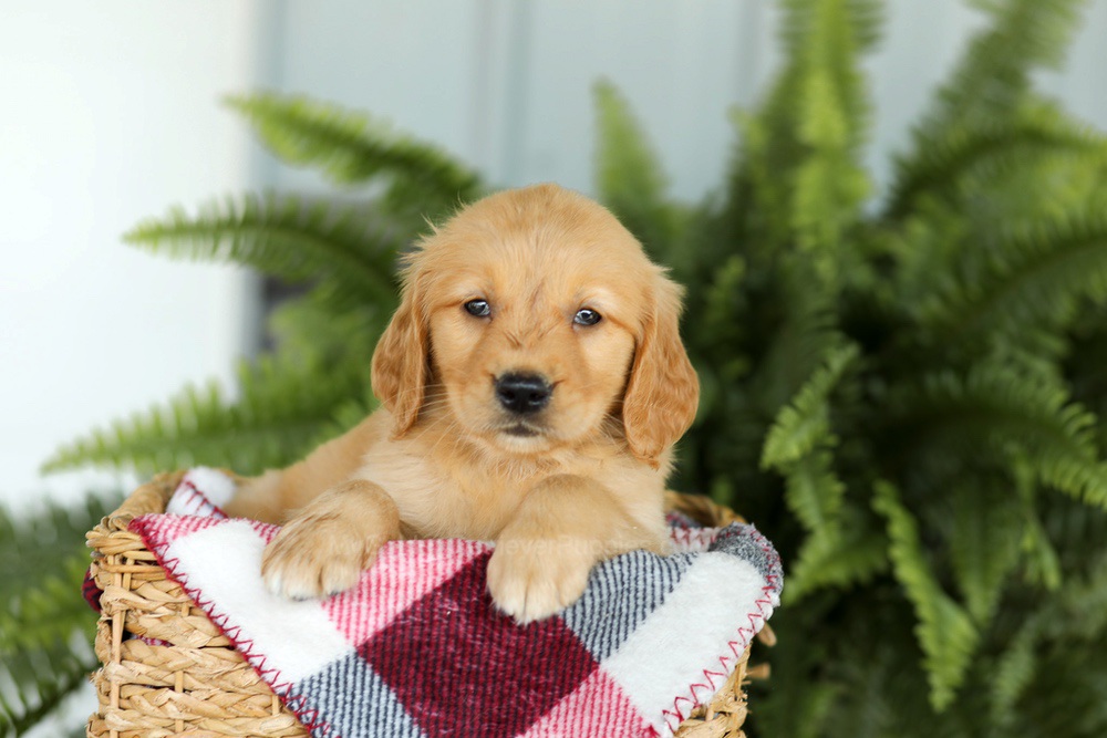 Beverly Image of Beverly, a Golden Retriever puppy