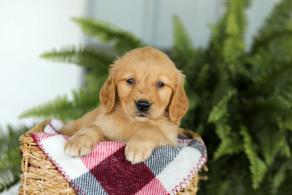 Beverly Image of Beverly, a Golden Retriever puppy