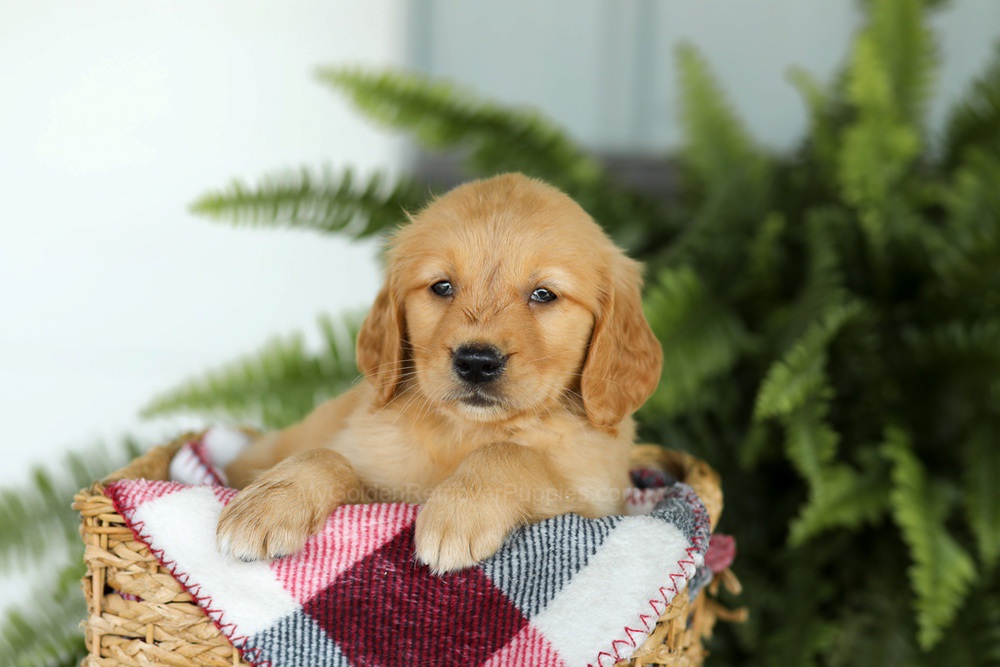 Beverly Image of Beverly, a Golden Retriever puppy