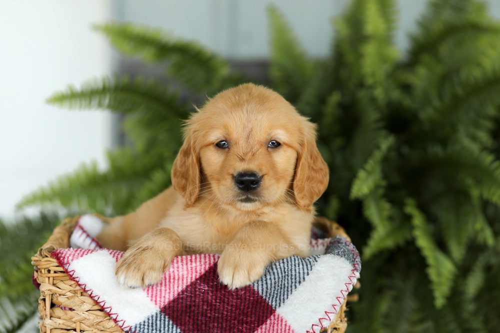 Beverly Image of Beverly, a Golden Retriever puppy