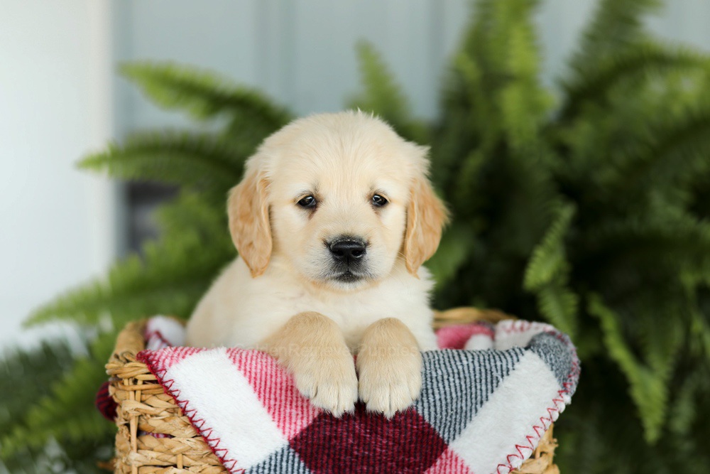 Brady Image of Brady, a Golden Retriever puppy
