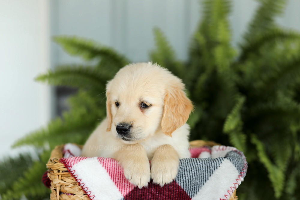 Brady Image of Brady, a Golden Retriever puppy
