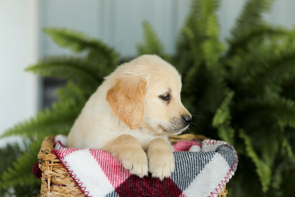 Brady Image of Brady, a Golden Retriever puppy