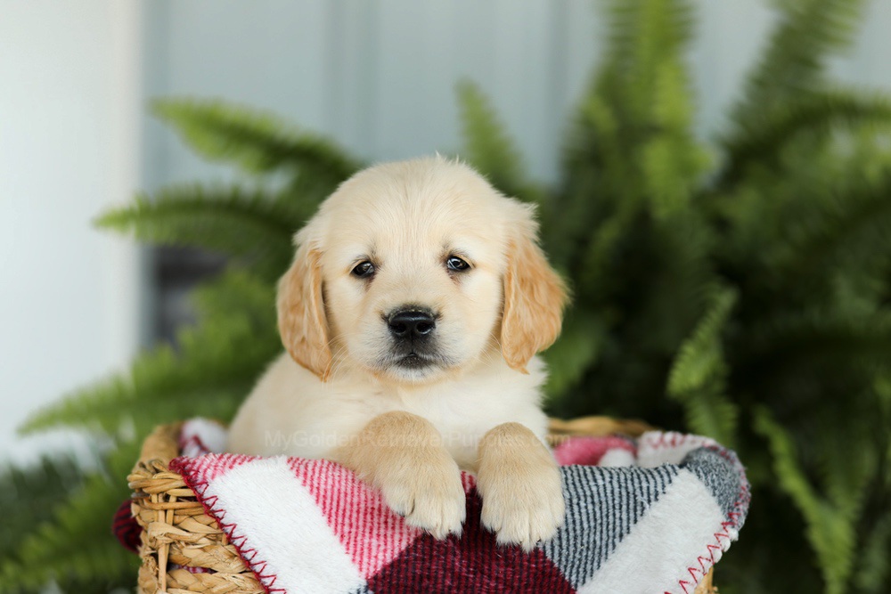 Brady Image of Brady, a Golden Retriever puppy
