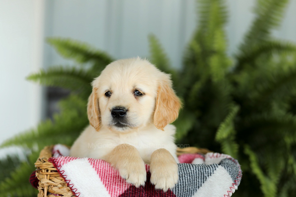 Brady Image of Brady, a Golden Retriever puppy