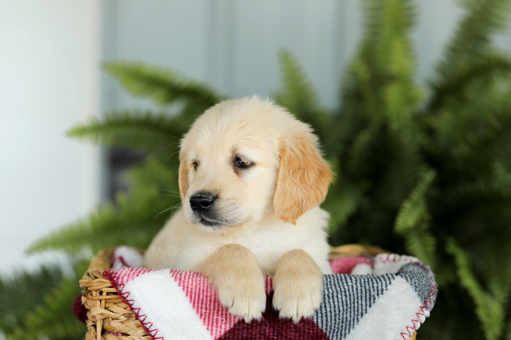 Brady Image of Brady, a Golden Retriever puppy