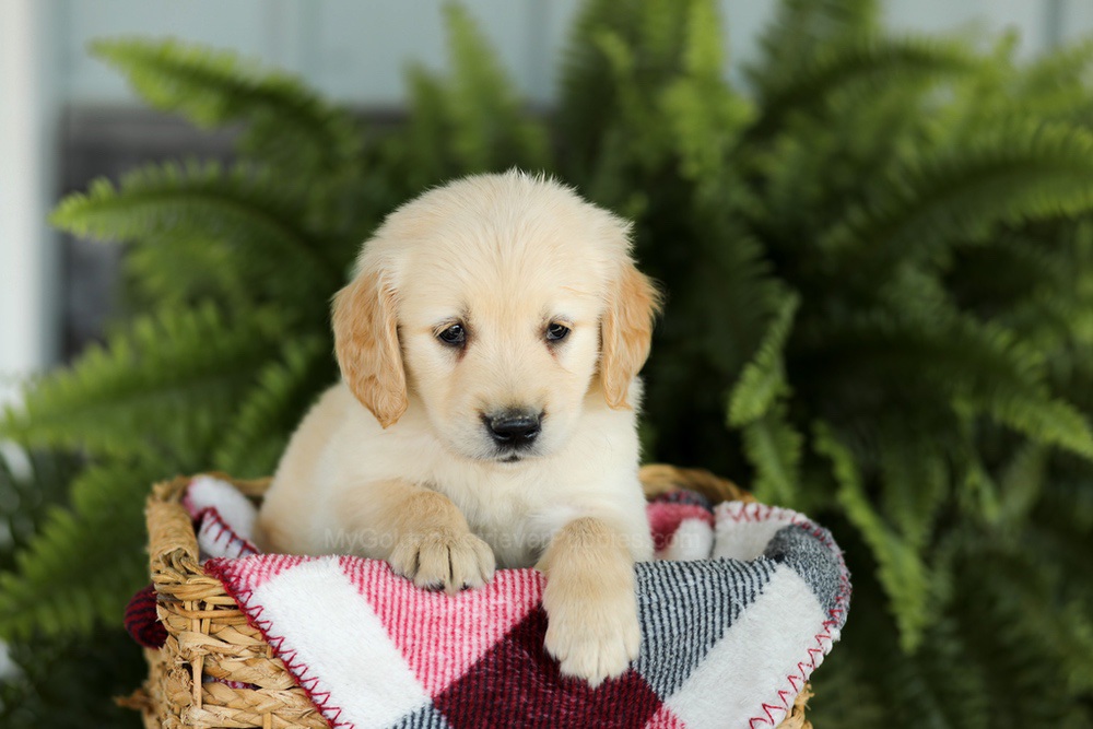 Brady Image of Brady, a Golden Retriever puppy